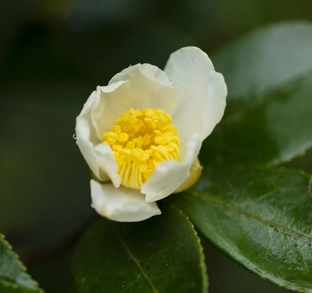 他们是大山深处真正的匠人，把生活过成了民谚