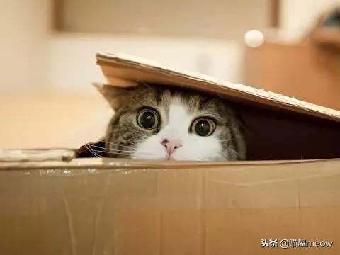 猫喜欢被挠脸是什么意思,猫喜欢被挠下巴闭着眼睛