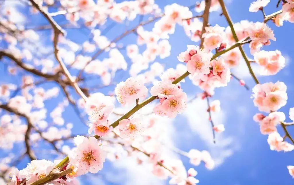 世界地图及各国国花,世界各国的国花完整版