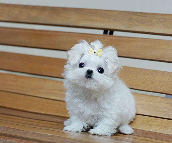 马尔济斯犬饲养技巧,马尔济斯犬优点和缺点图片