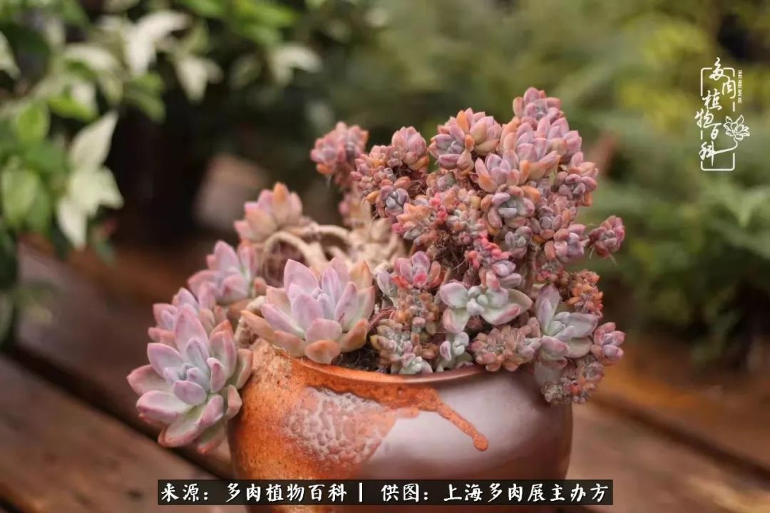 2023多肉展会直播,2023上海多肉植物展