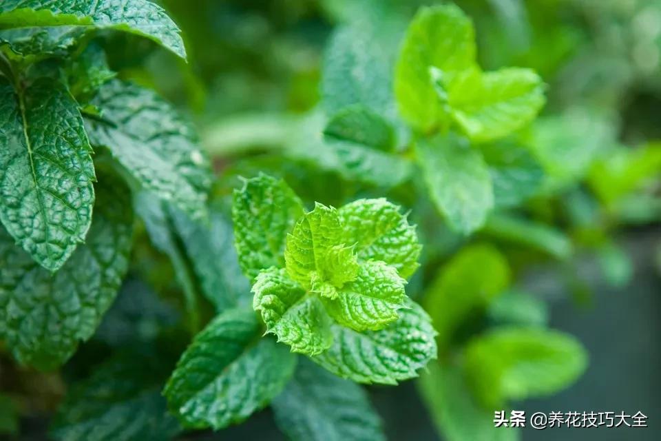 薄荷水培扦插什么时间最好,水培薄荷枝条疯长要不要剪了