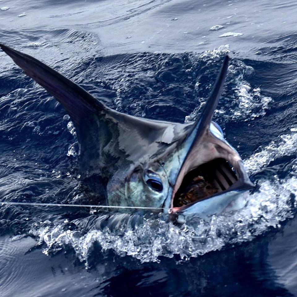 海钓超级刺激,海钓极限钓鱼