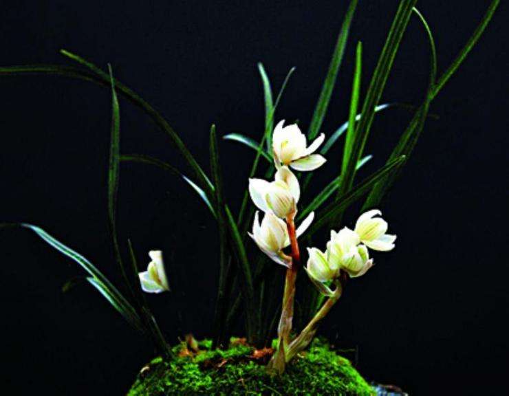 素冠荷鼎兰花唯美高清大图,素冠荷鼎兰花现在多少钱一苗