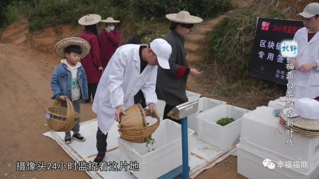 福鼎白茶兴起,白茶步入产业振兴快车道