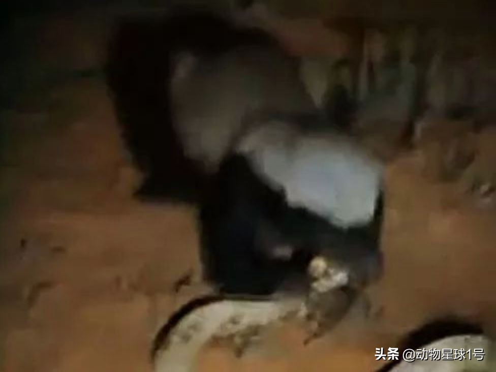 平头哥蜜獾照片,蜜獾平头哥动物科普