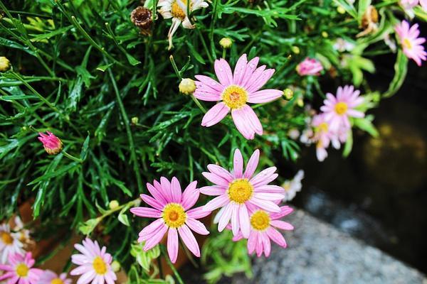 秘而不宣的情绪,在光影斑驳的浅秋里呈现出一地凉意