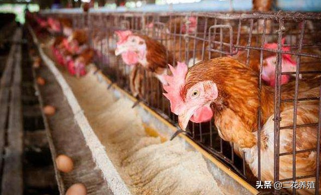 母鸡下软壳蛋吃什么改善,母鸡生软壳蛋有什么办法