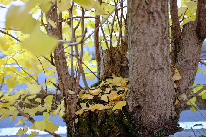 京都赏枫2022,京都赏枫必去景点有哪些好玩的