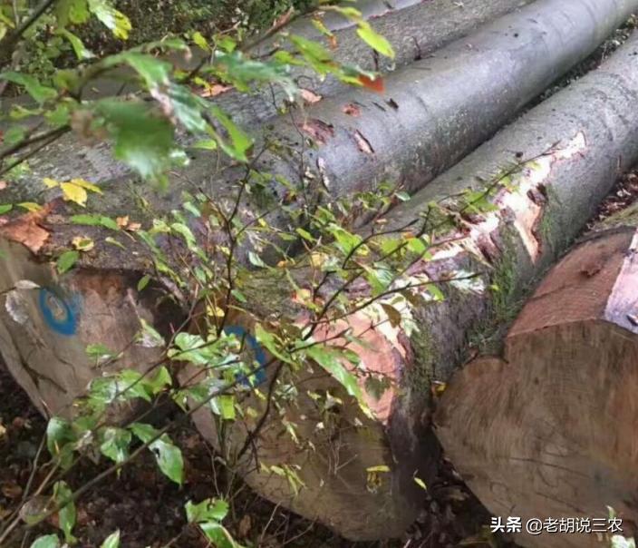 榉木市场价格多少钱一方,现在市场榉木多少钱一方