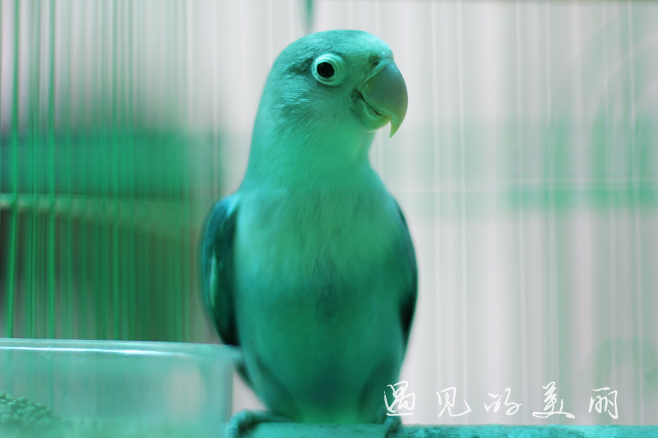 阳朔3人游3天2晚预算,一家三口5天4晚桂林阳朔游