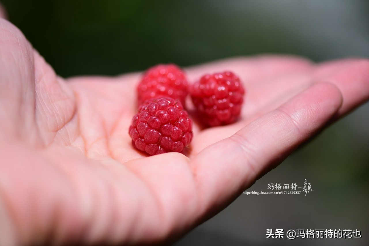 树莓在庭院怎么种植,树莓可在院子里种吗