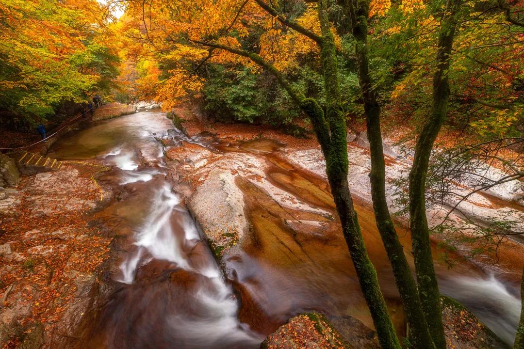 巴中光雾山红叶的最佳时间,红叶谷打卡地