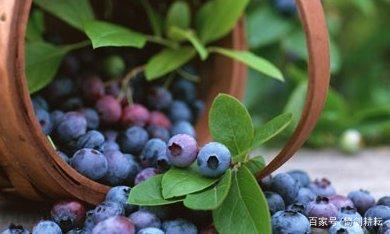 水果皇后明珠店,水果皇后巢湖