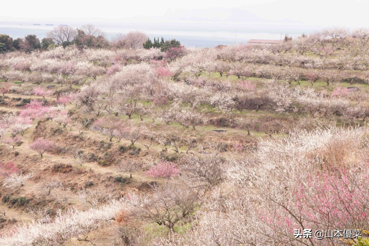不先一步感受春天的到来吗日本全国华丽的梅花名胜