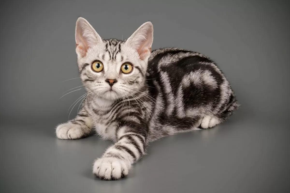 美短虎斑猫咪的品种,美国短毛猫虎斑价格