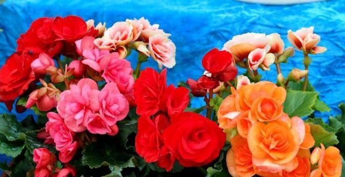 丽格海棠的种子,丽格海棠花种子什么样的