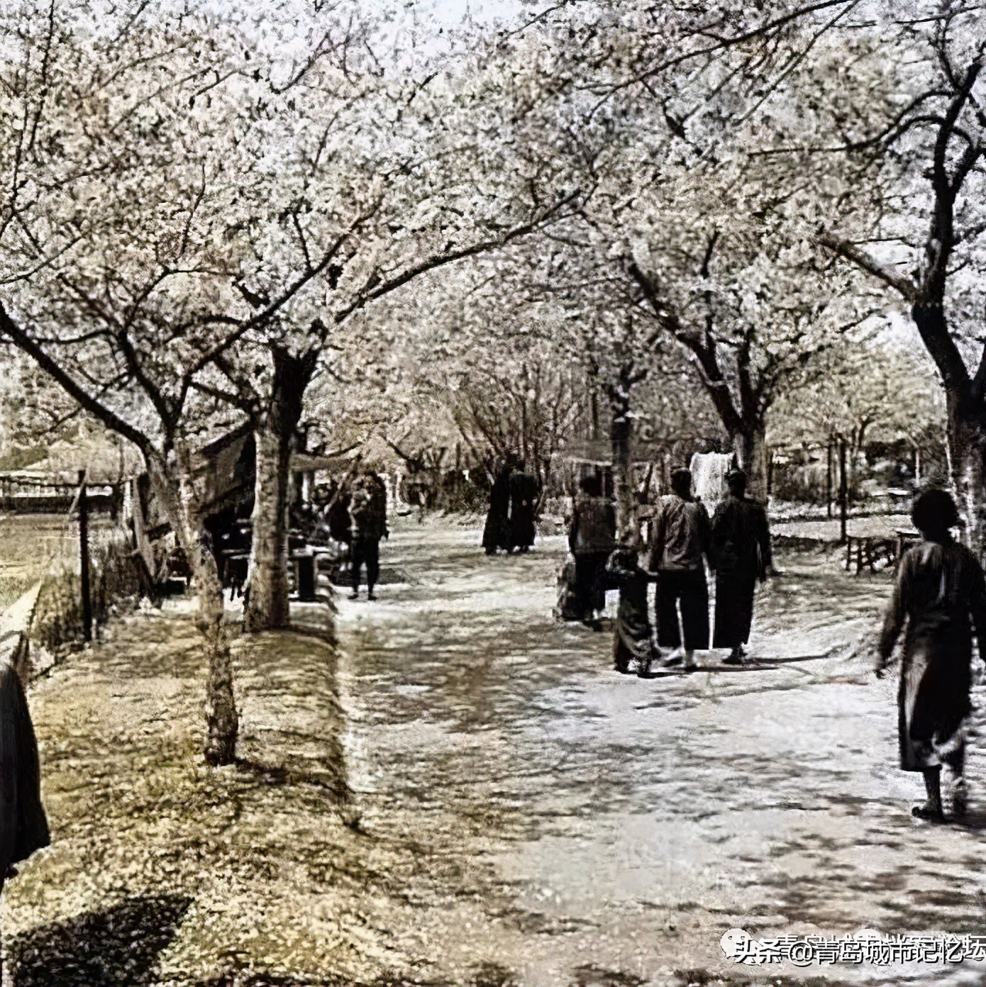 青岛八大风景区都有哪,青岛最美的十大公园