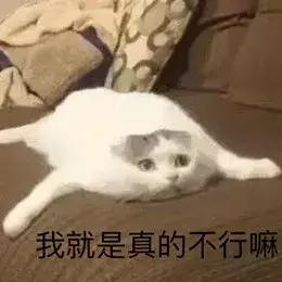 混吃等死、一夜暴富…现实给不了希望只能靠表情包续命