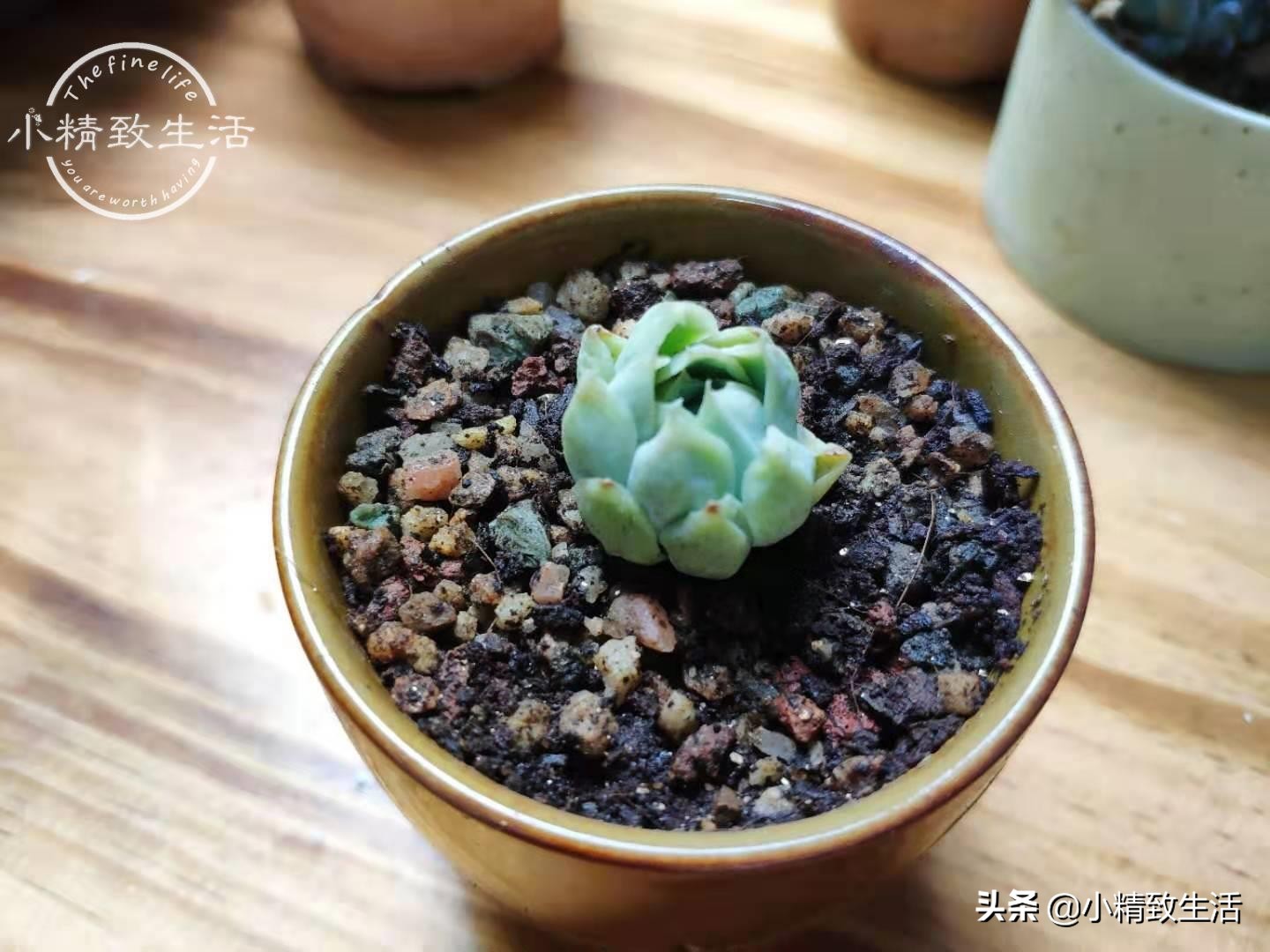 多肉浇水后还是皱巴巴的,多肉叶片发皱浇水后多久才会恢复