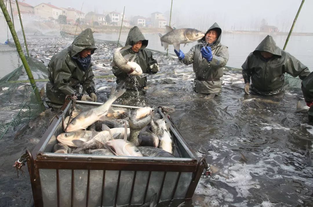 拉网出鱼视频,拉网出鱼