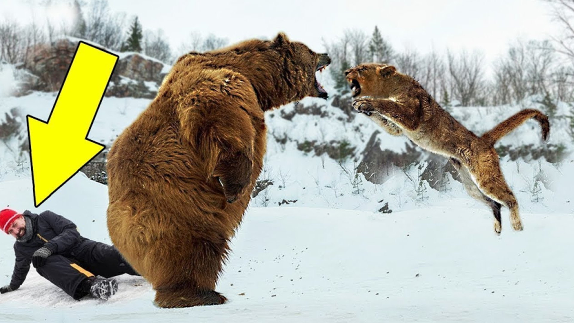 十大动物拯救人类的瞬间,10大拯救过人类生命的动物