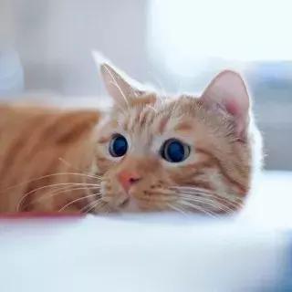 宠物生活节南京,南京宠物文化节活动