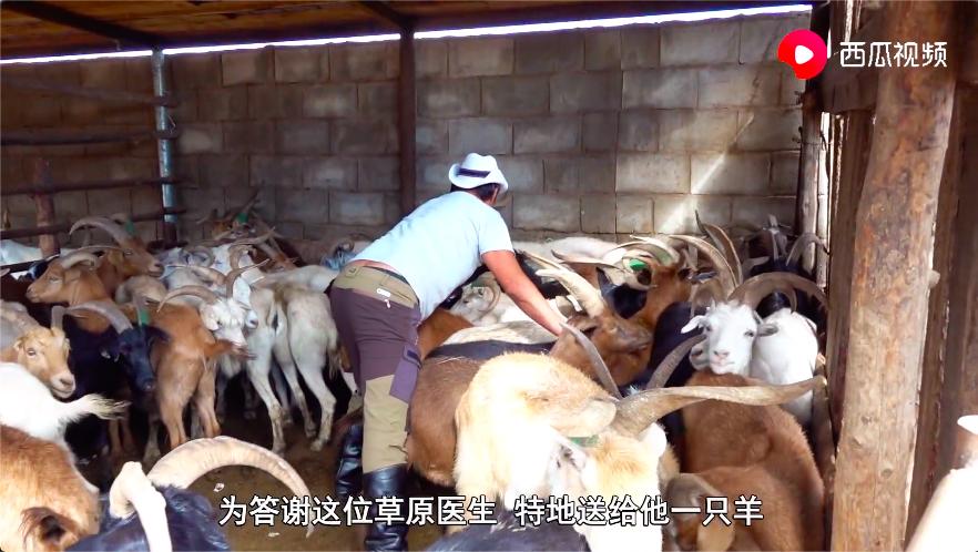 蒙古30000只羊动图,蒙古的3万只羊现在怎么样了