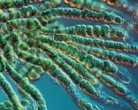 藻类用什么药消灭最好,藻类最佳治疗方法视频