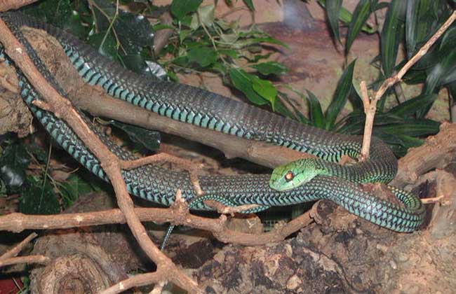 有毒蛇的地方长什么草,有毒蛇和无毒蛇咬的伤口区别