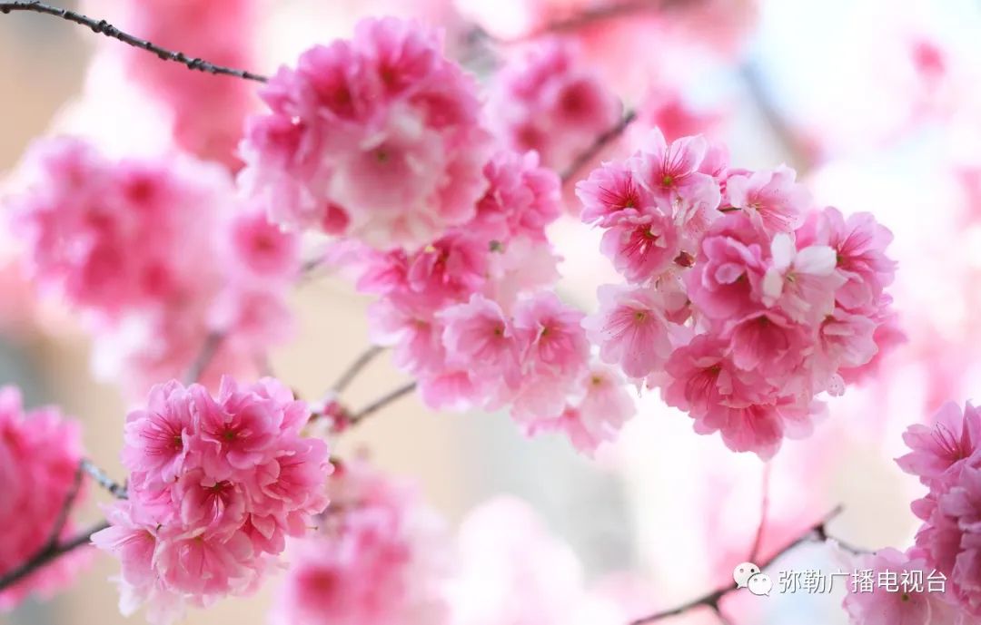 三月弥勒什么地方可以赏花,弥勒3月赏花攻略