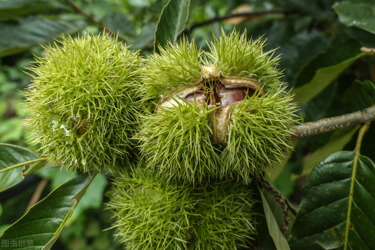 中秋佳节必吃的4种吉祥果,立秋建议多吃5样秋果