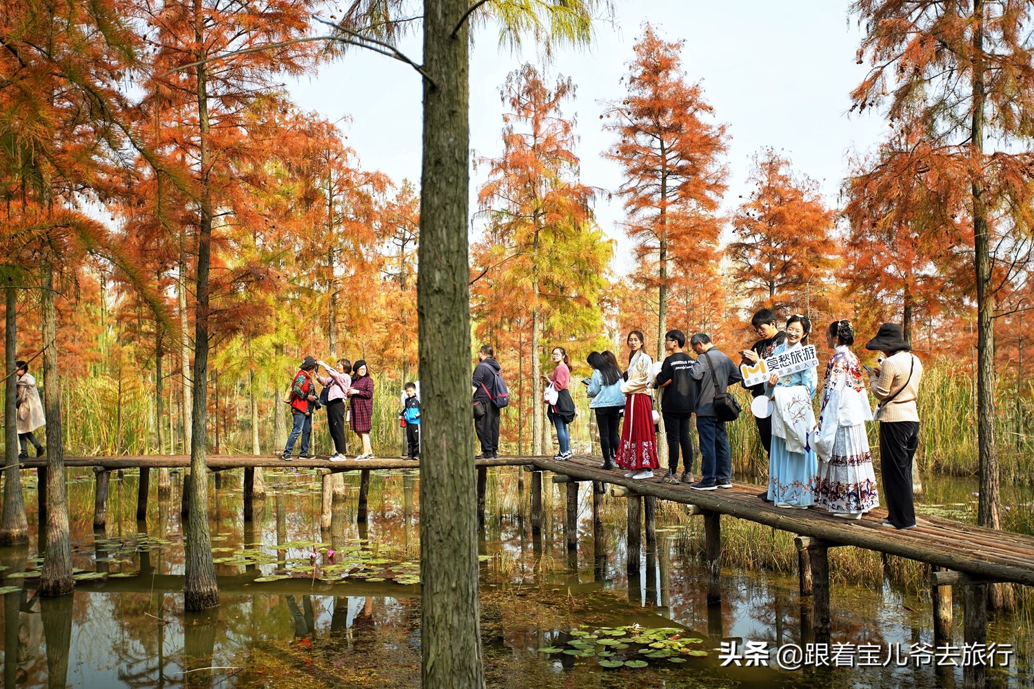 南京燕雀湖水杉林,南京秋天水杉林