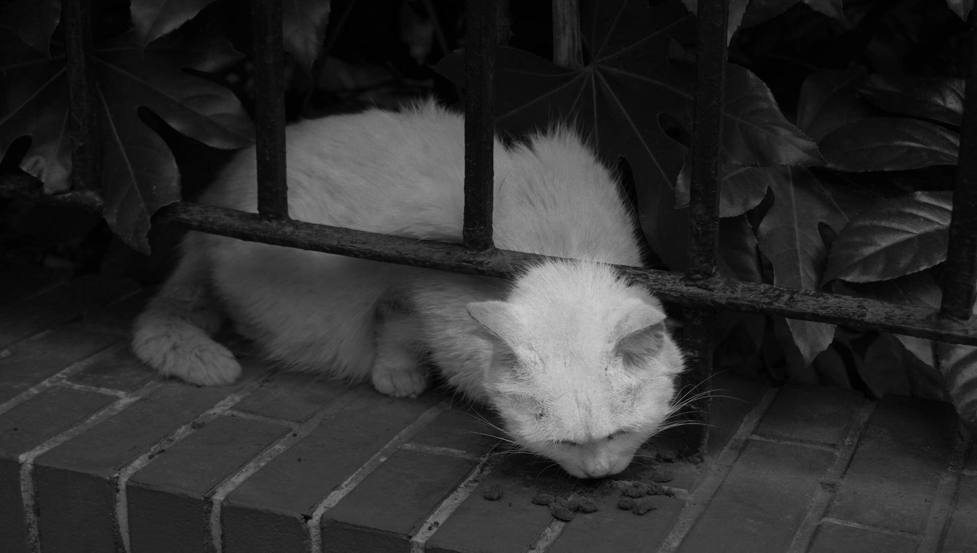 索尼微单6000与6100区别,索尼6100拍抖音评测