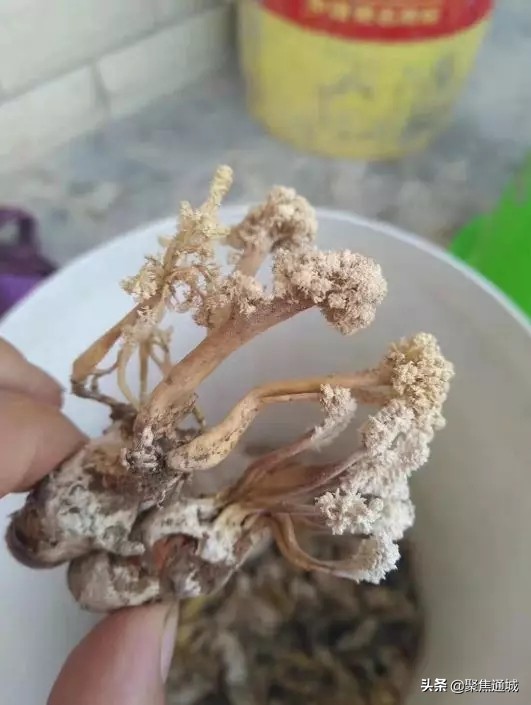 山里寻宝冬虫夏草,在深山中寻找冬虫夏草