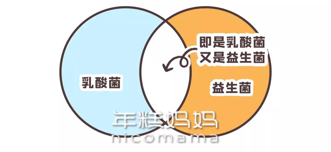 益生菌和益生元及乳酸菌有区别吗,乳酸菌益生元锌