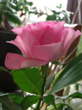 玫瑰花简介带拼音,玫瑰花简介英文版