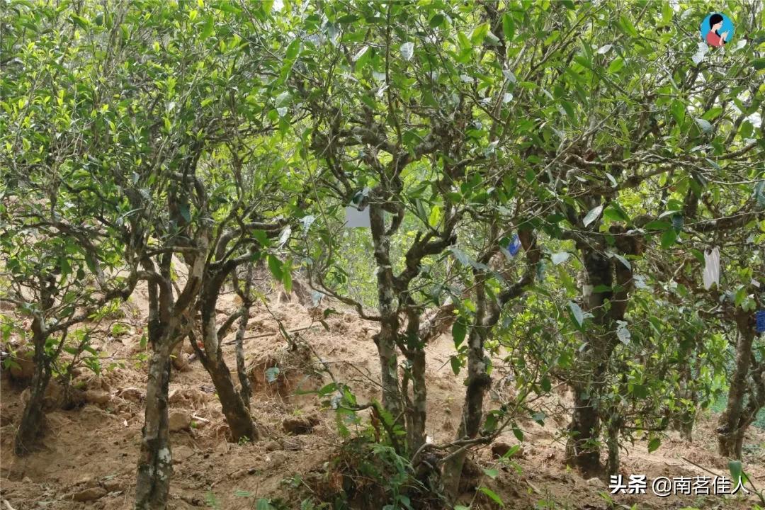 冰岛五寨糯五价格,冰岛五寨谁最有性价比