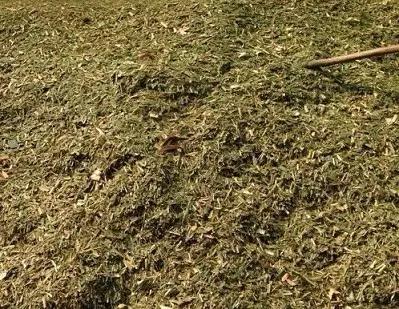 花生秧喂牛羊有什么好处？