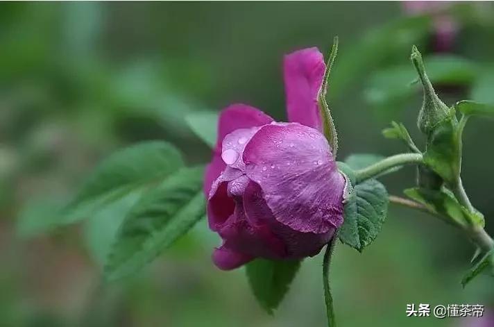 玫瑰花熏硫磺怎样鉴别,如何鉴别玫瑰有没有被硫磺熏过