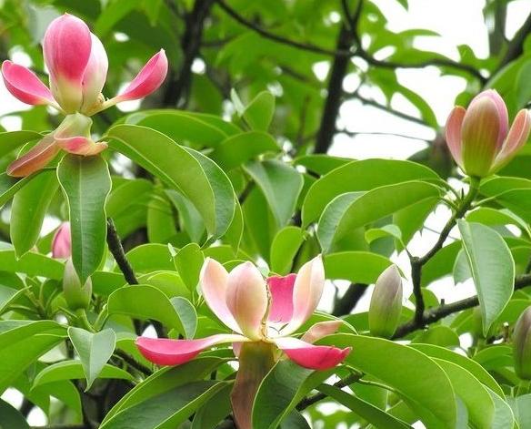 海藻面膜和其它面膜比效果哪个好,海藻面膜与普通面膜哪个效果更好