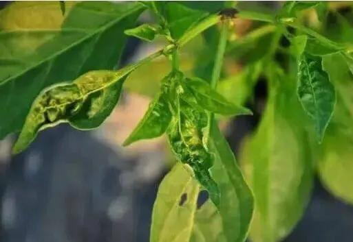 为什么种的辣椒越来越蔫,辣椒种植管理技术辣椒卷叶