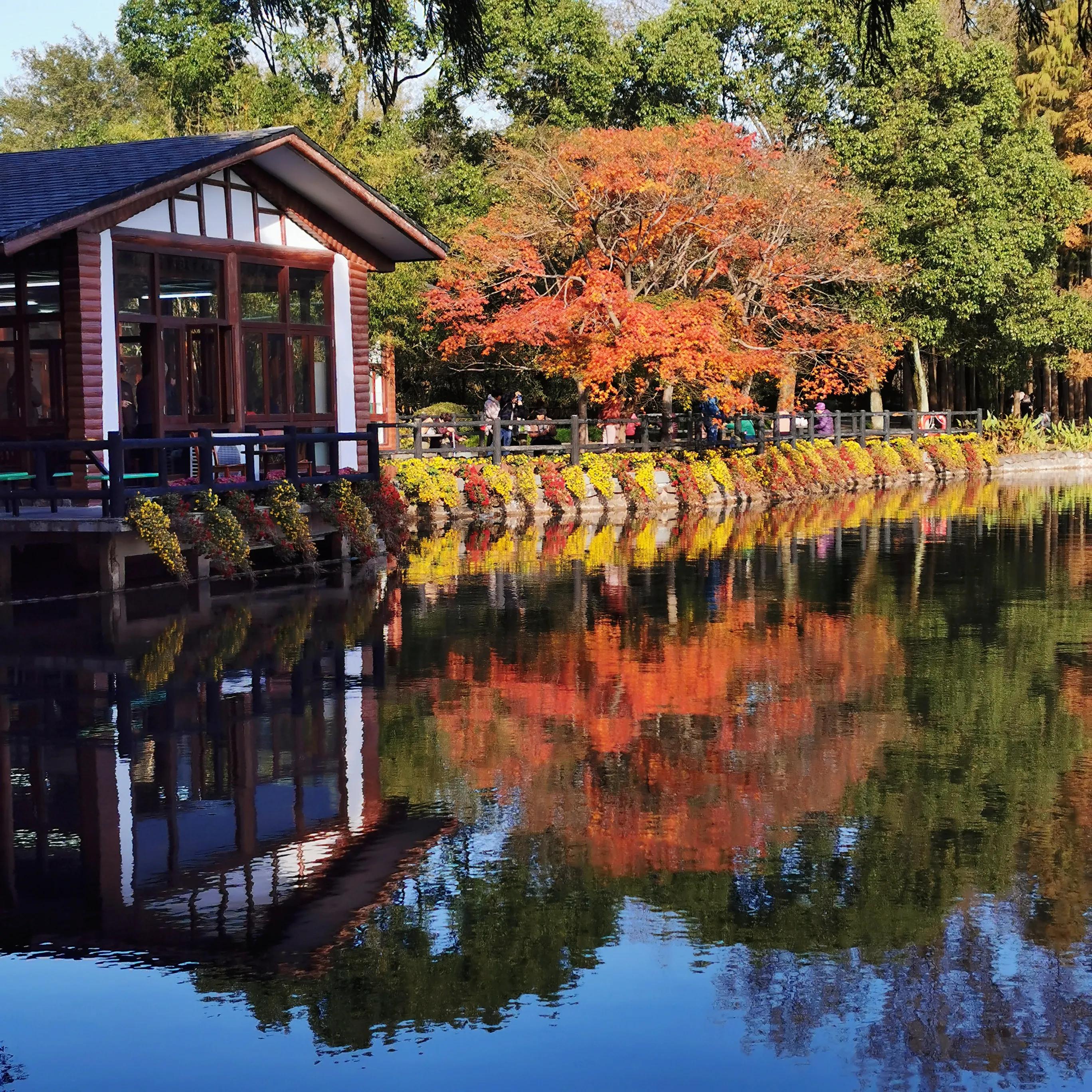 上海共青森林秋景,上海共青森林公园夜景
