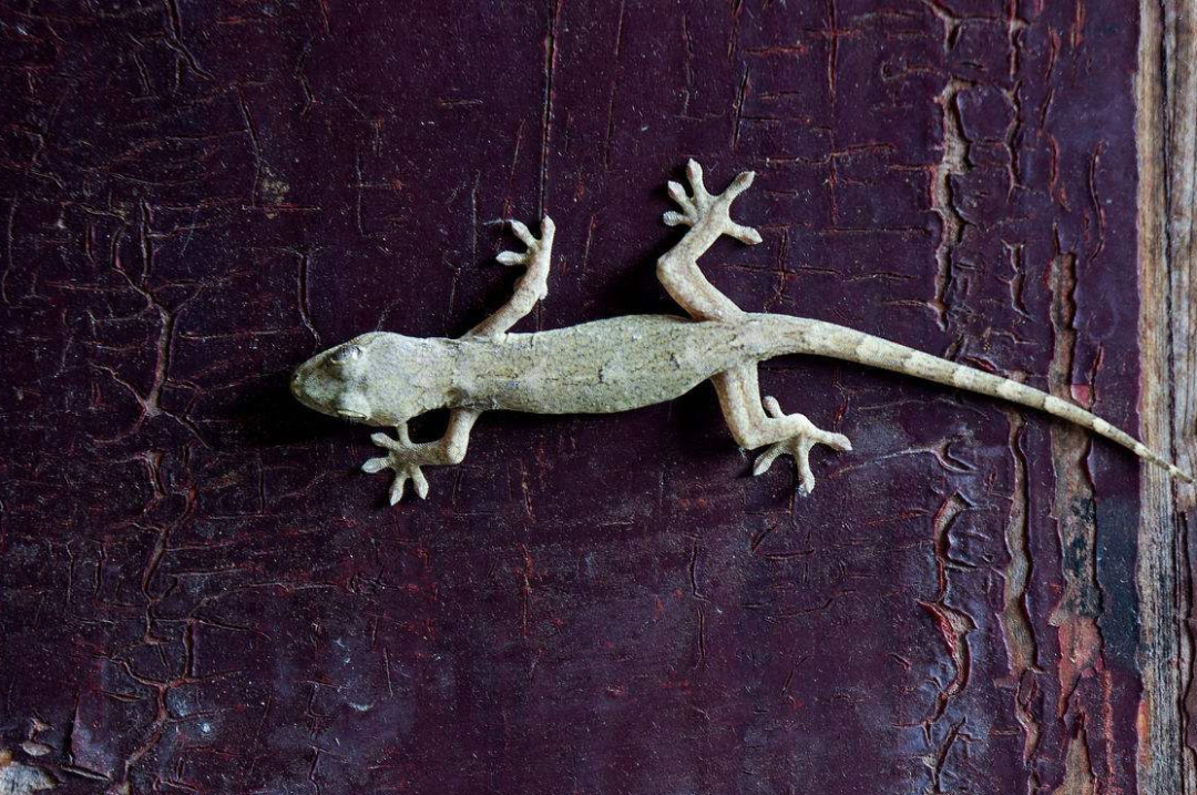 壁虎无毒为什么会算在五毒中,壁虎是不是在五毒中毒性最小