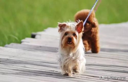 狗狗喜欢咬爪怎么纠正,狗狗用爪子刨地是什么意思