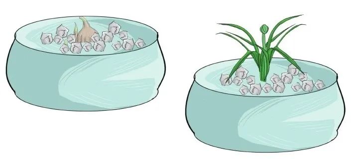 水仙球哪里品种好,水仙挑选方法