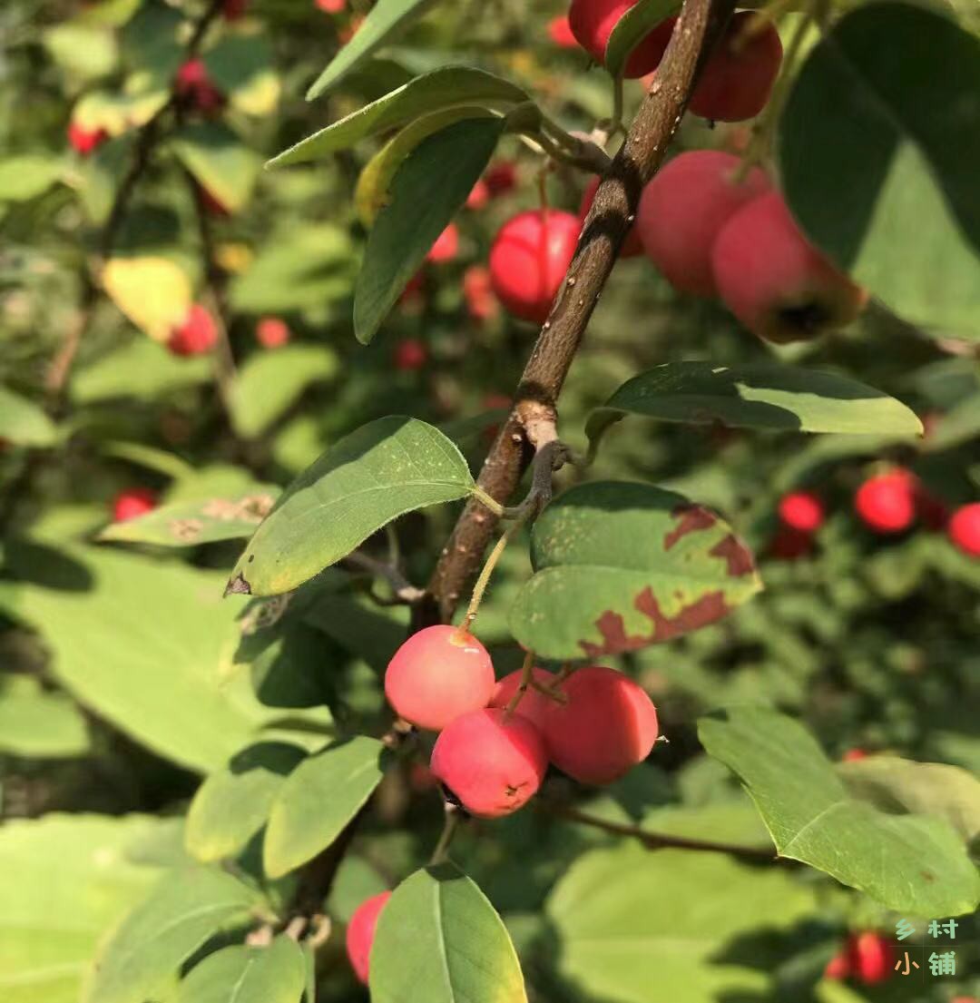 水栒子是什么植物,水栒子是什么