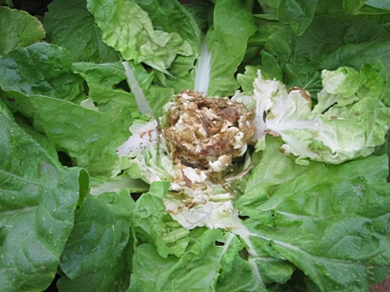 定植后蔬菜管理技巧,如何掌握蔬菜的定植期