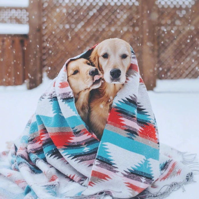 预防犬细小病毒的最好方法,犬细小病毒会传染给人吗