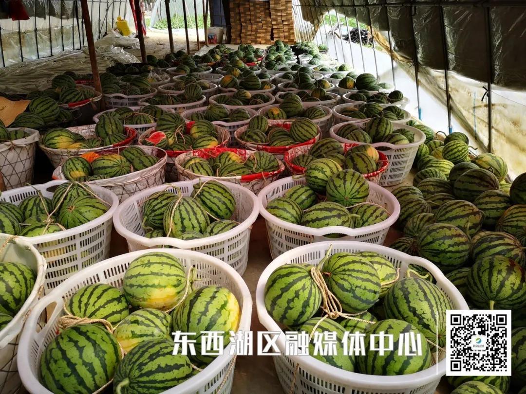 为“临”带货|我吃了,种草了!红透透的西瓜你值得拥有!